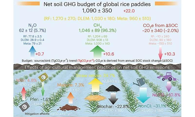 Rice feeds billions of people—but its role in fueling climate change is ...