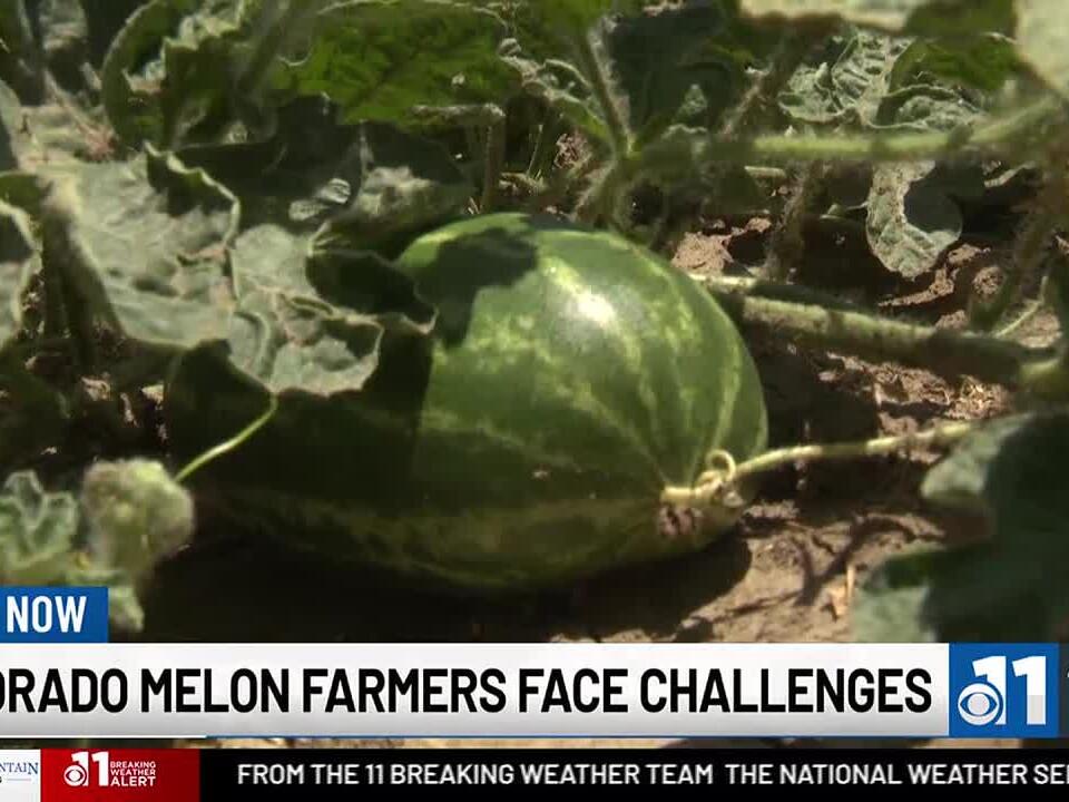 Rocky Ford melon farmer previews melon season