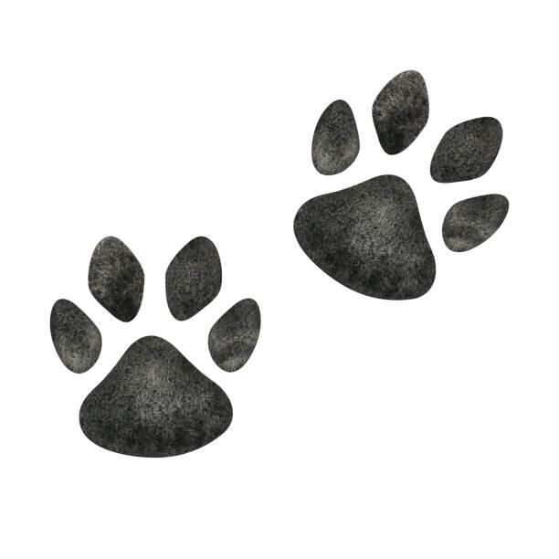 Delran Council bans feeding feral cats