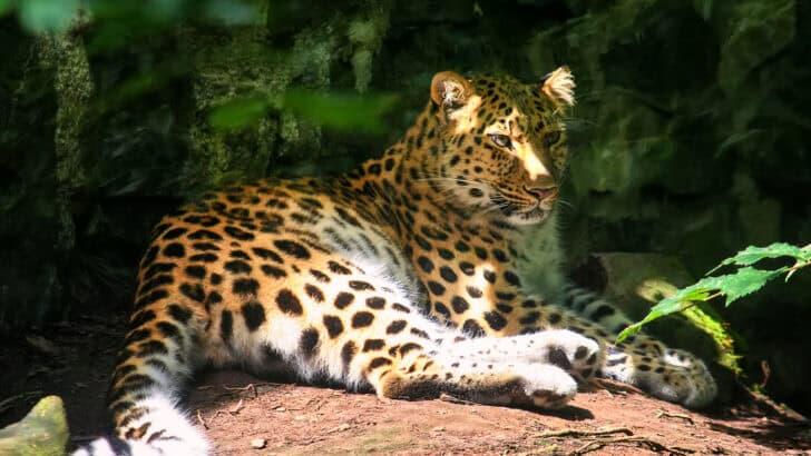 Top 10 Reasons the Amur Leopard is Racing Against Time - NewsBreak