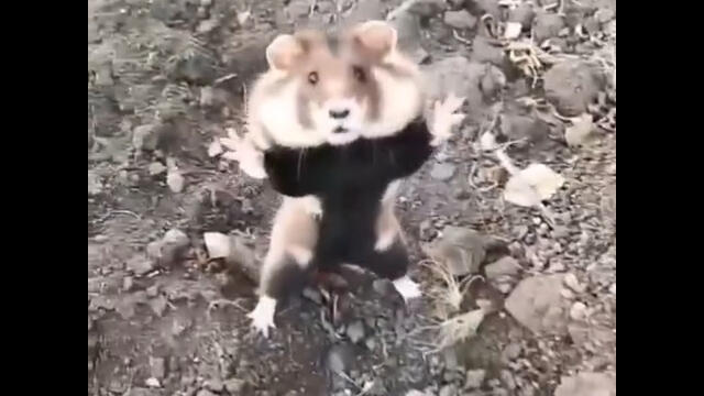 Wild hamster surprises filmer with defensive jumps in Russia - NewsBreak