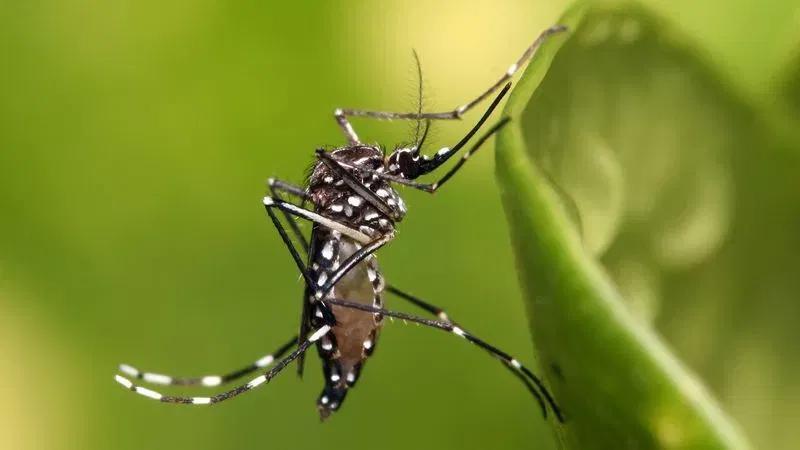 UF study finds dengue-linked mosquito common in Indian River County ...