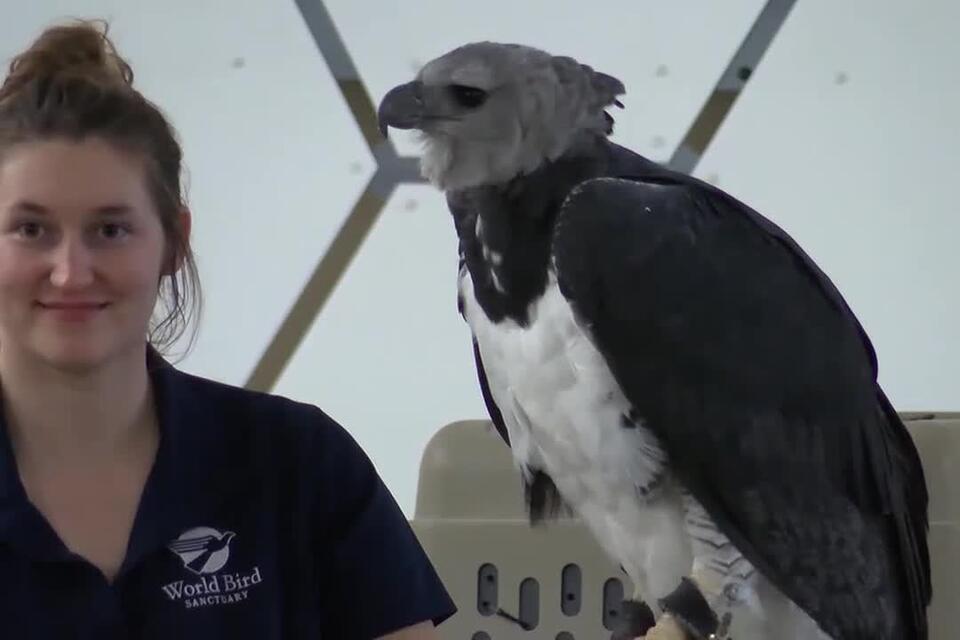 Dozens flock to Keokuk for 41st annual Bald Eagle Appreciation Days