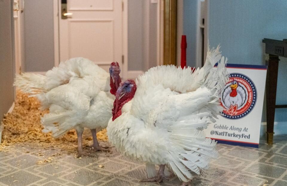 N.C. turkeys, Gobble and Waddle, pardoned by President Trump - NewsBreak