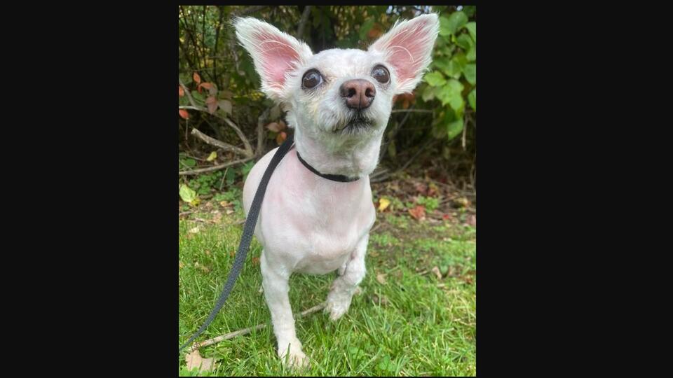 Tiny Juliette Is Ready for a Gentle New Beginning After Losing The Only ...