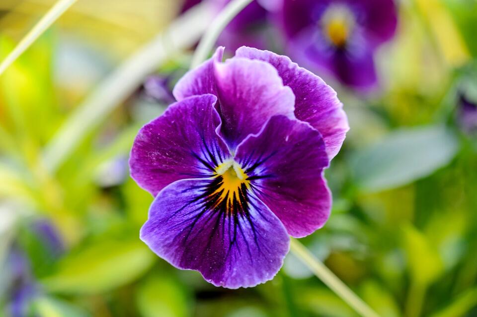 34 Facts About Violet - NewsBreak