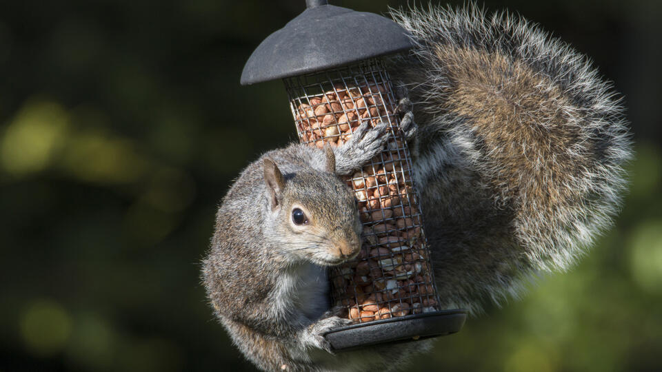 If Squirrels Won\u0026#39;t Stay Out Of Your Bird Feeder, Try This Genius Pie ...