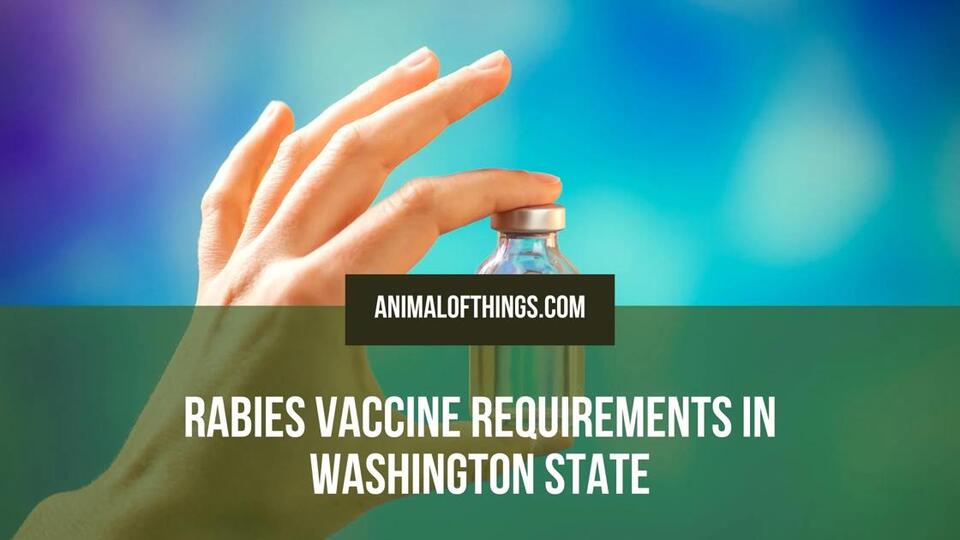 Rabies Vaccine Requirements in Washington State: What Pet Owners Need ...