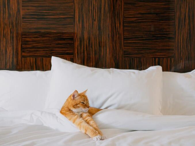 15 PetFriendly Hotels in Tallahassee, FL (2024 Update)