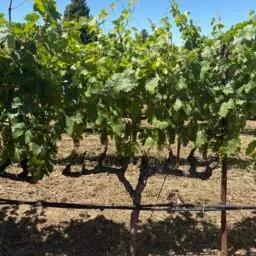 The Week in Zinfandel (7/27/26)