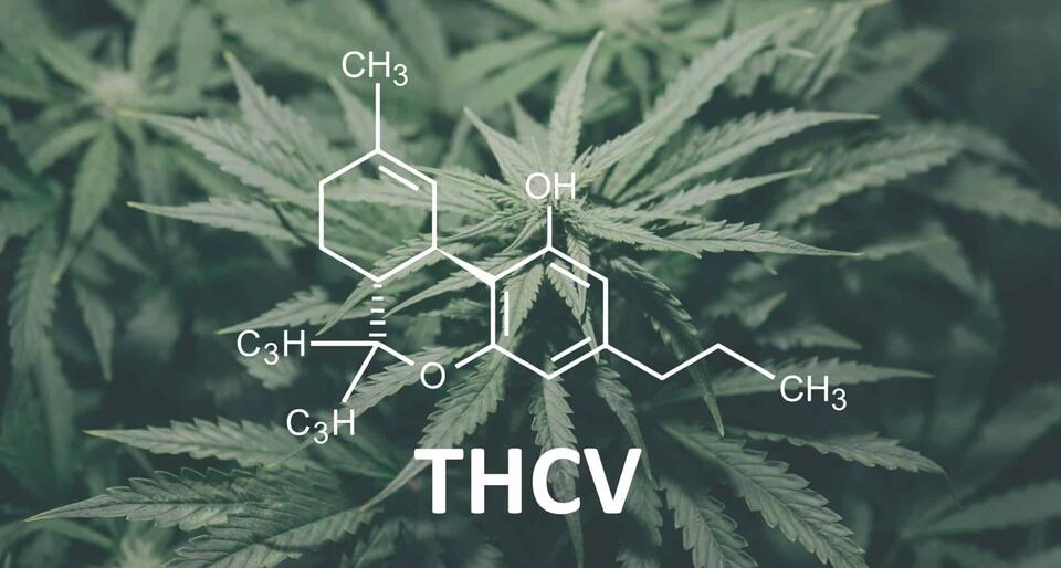 THCV Study Finds Favorable Safety Profile, Mild THC-Like Effects at ...