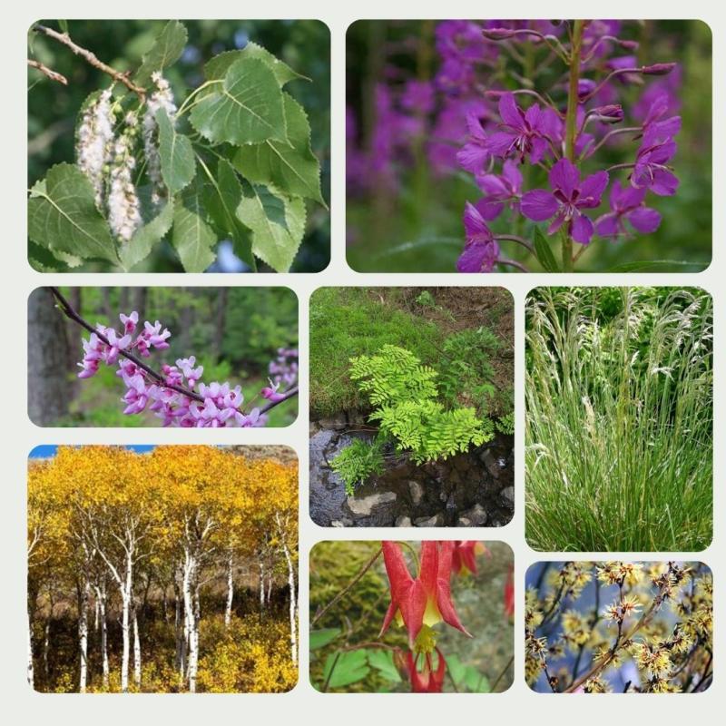 2026 Spring Plant Sale fundraiser for Knox-Lincoln Soil, Water ...