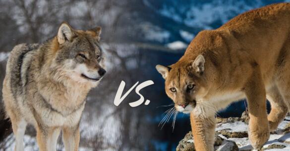 Timber Wolf Vs Mountain Lion: Who’s Winning? - TrendRadars