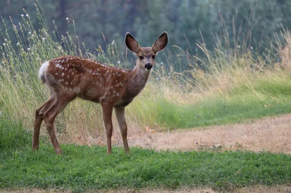 North Dakota Makes Major Changes to Deer Hunting Rules After Disease ...