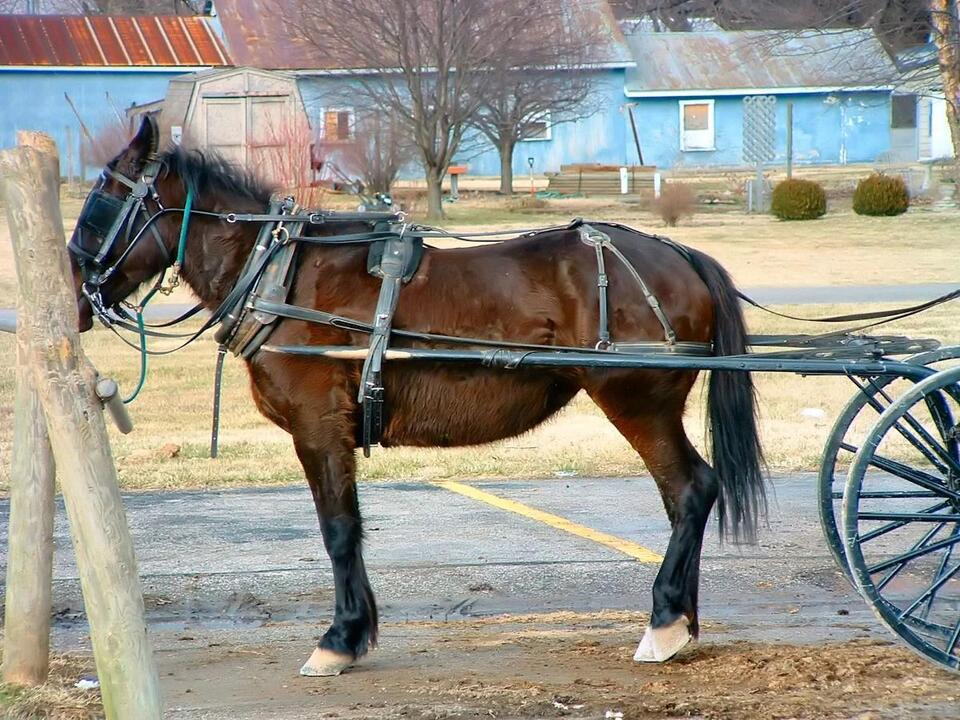 Amish Buggies Lose Their Shortcut Into Ohio Town Over Horse Manure ...