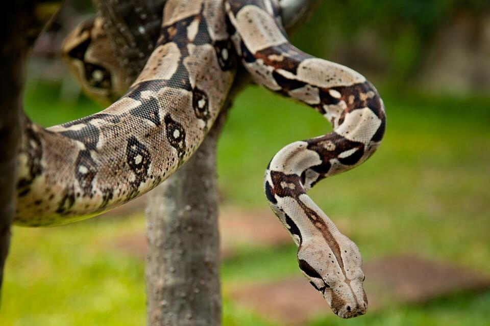 Can You Own a Boa Constrictor in Maryland? What the Law Actually Says ...