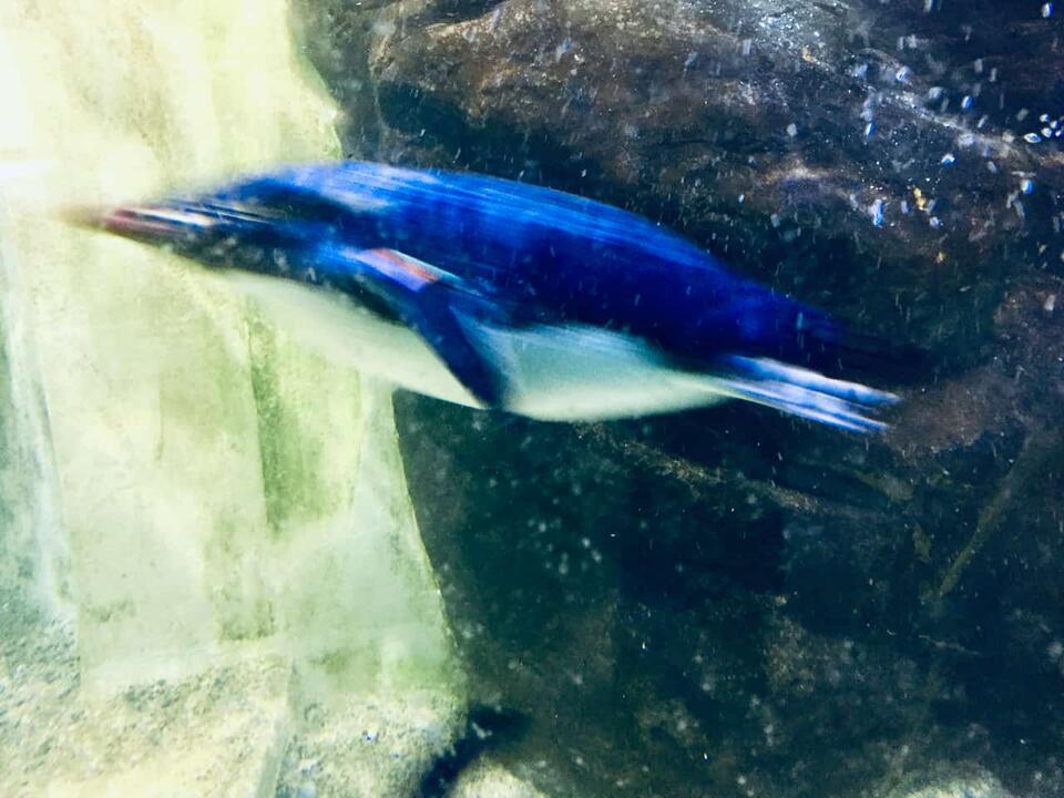 Pudgy Penguins Parent Igloo to Shut Down Abstract Ethereum (ETH) L2 ...