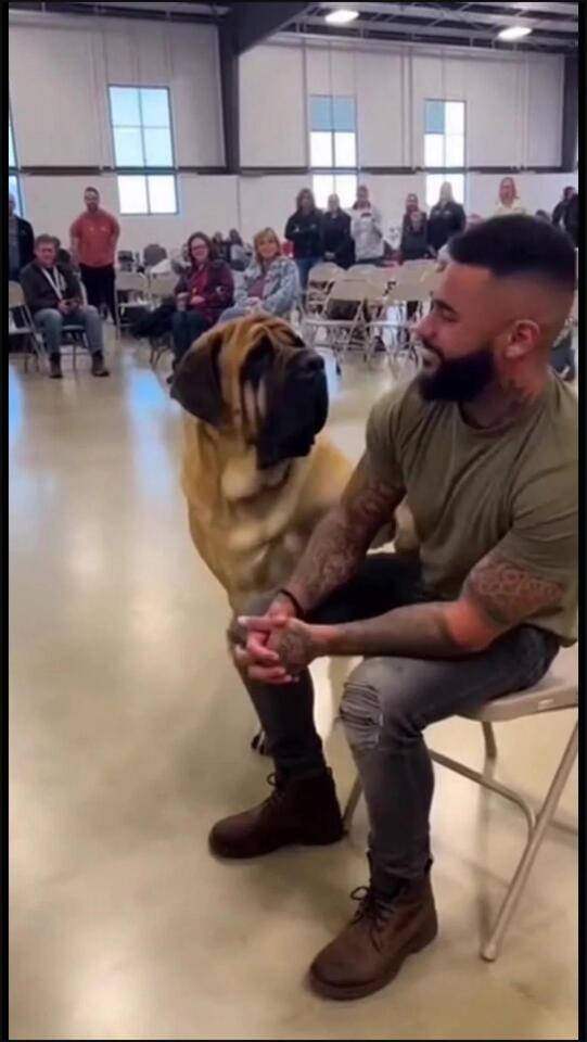 Fact Check: 'Dogs Choose The Humans' Videos Are Fake -- Made By AI ...