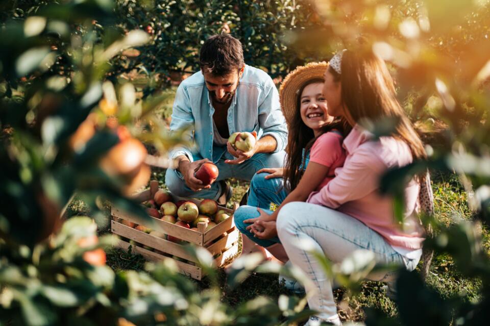 Washington’s Best Fall Orchards for Apple Picking and Cider Doughnuts
