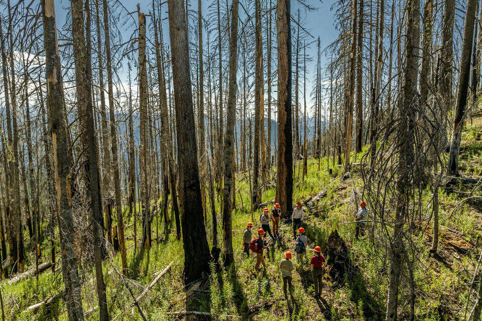 Scientists seek ways to protect PNW rainforests from wildfires - NewsBreak