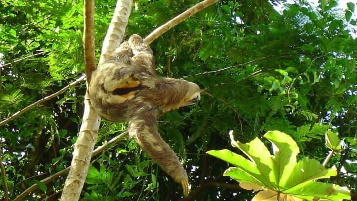Why Sloths Risk Their Lives to Poop on the Ground
