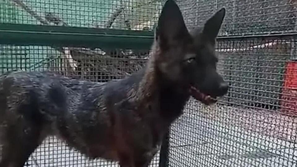 A dog has successfully bred with a fox to create a rare hybrid - NewsBreak