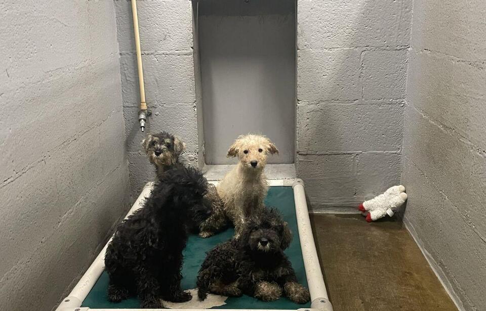 30 dogs taken to Shenandoah County Animal Shelter, existing in poor ...