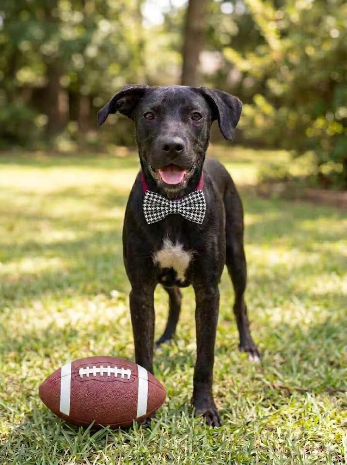 🐶 Playful, Gentle & Loyal Dogs Ready for Adoption in Tuscaloosa - NewsBreak