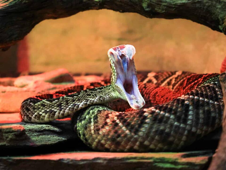 This Is the Most Fearsome Animal in Here Is Why