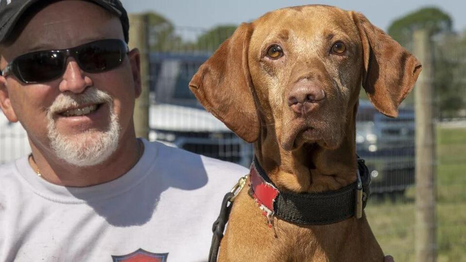 Why Praising a Dog Outperforms Punishment Every Time - NewsBreak