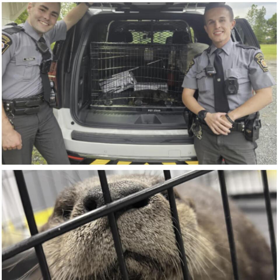 ‘Otterly Adorable’: Fisherman’s Call Leads To Otter Rescue By PA ...