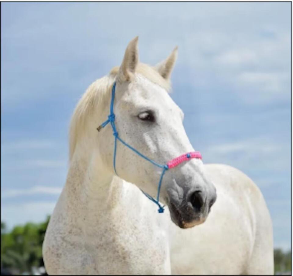 Manatee County Sheriff’s Office attempting to locate missing horse