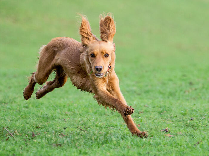 How to Treat Dog Ear Infection Without Vet Home Remedies and When to