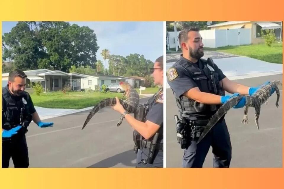 Former NYC cop handles his first Florida alligator, and its a ...