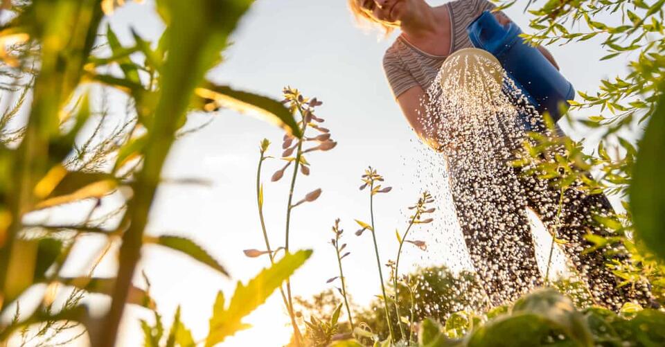 ‘Even plants that look terminally crispy can revive’ how to rescue