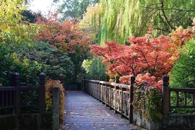 This Stunning Portland Rhododendron Garden Was Named One Of The Top 5 ...
