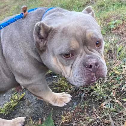 🐶 Gentle, Playful Dogs Waiting for Adoption in Menands NY - NewsBreak