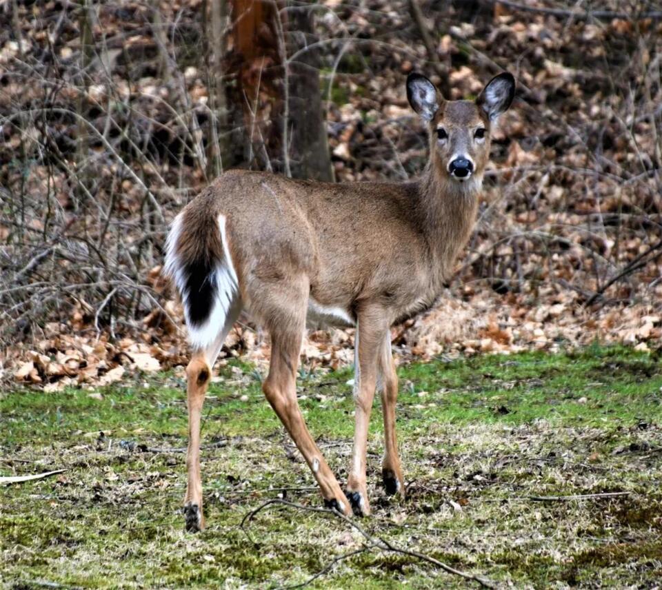 SCI Phoenix invites youth, veterans, first responders to deer hunts ...