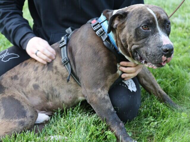Indianapolis firefighters rescue dog from house fire on city’s north ...