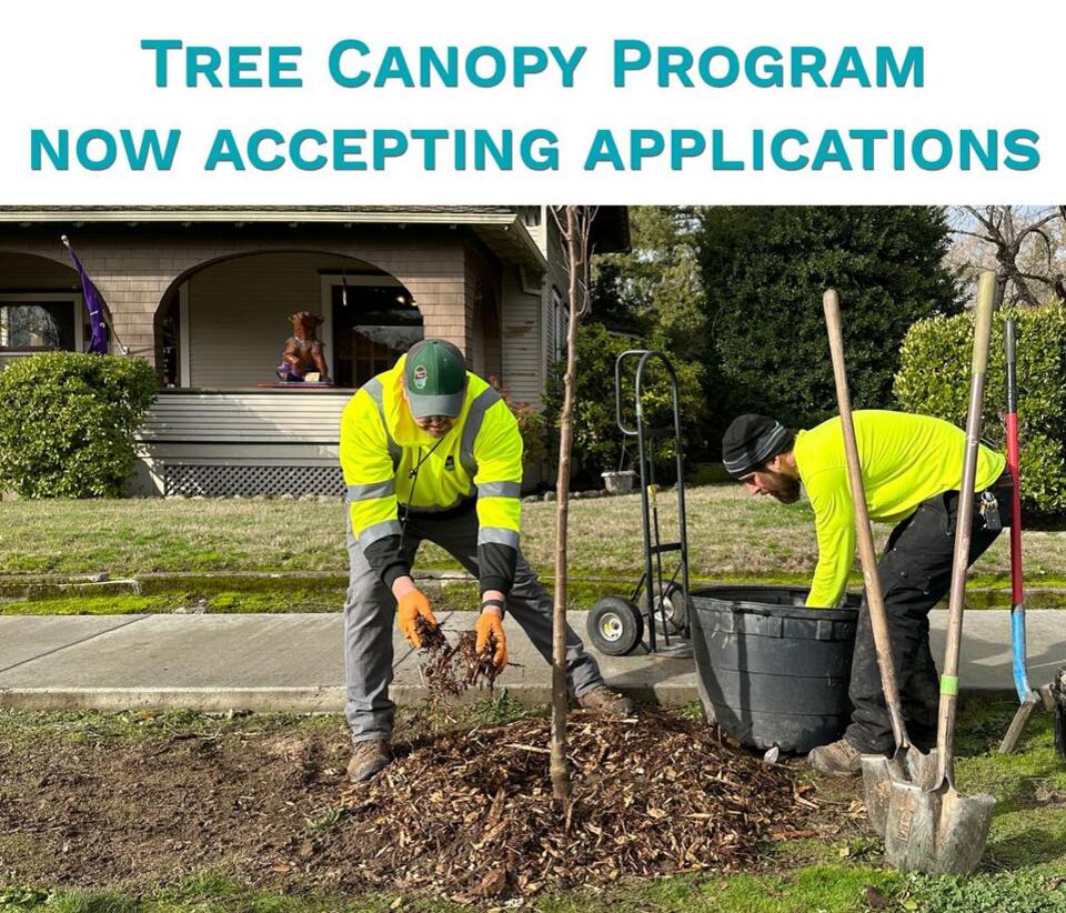 Fall Tree Canopy Program now open for 2025 - NewsBreak