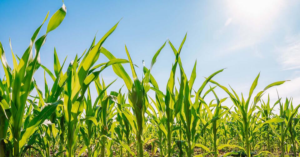 Crop progress: Corn quality takes a step up