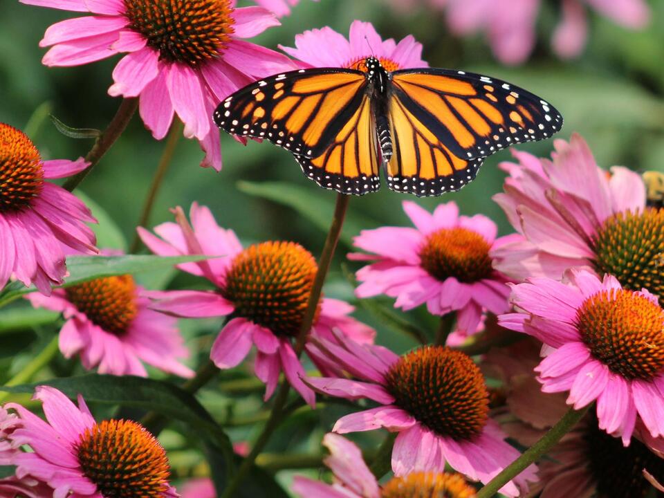 Attract More Monarchs 8 Best Flowers For Monarch Butterflies