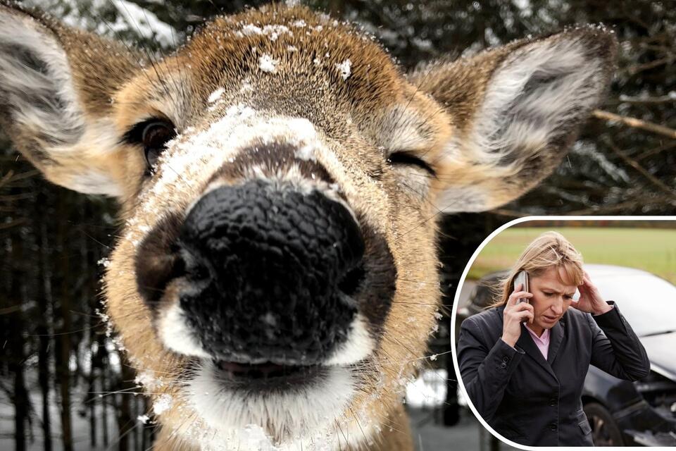 What Do You Mean My Car Insurance Doesn't Cover Hitting a Deer ...