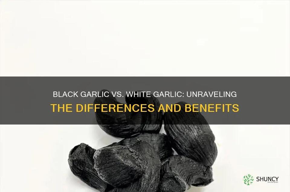 Black Garlic Vs. White Garlic: Unraveling The Differences And Benefits ...