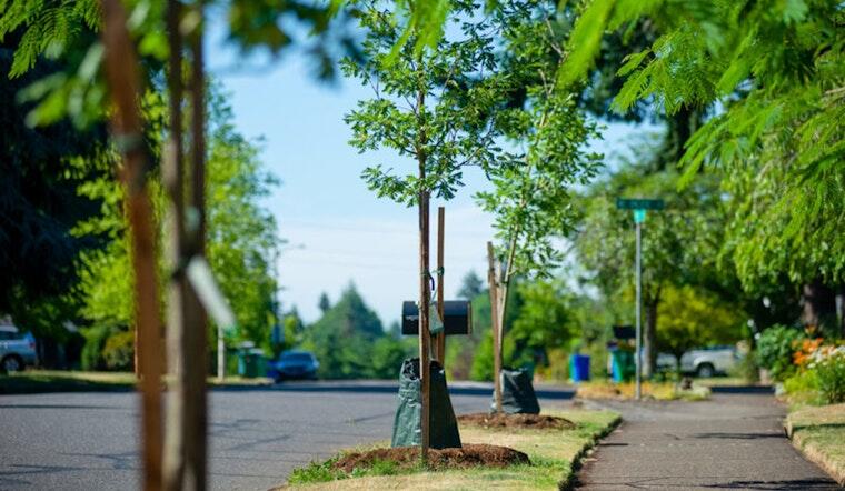 Portland's Urban Canopy Flourishes with 15% Increase in Street Trees ...