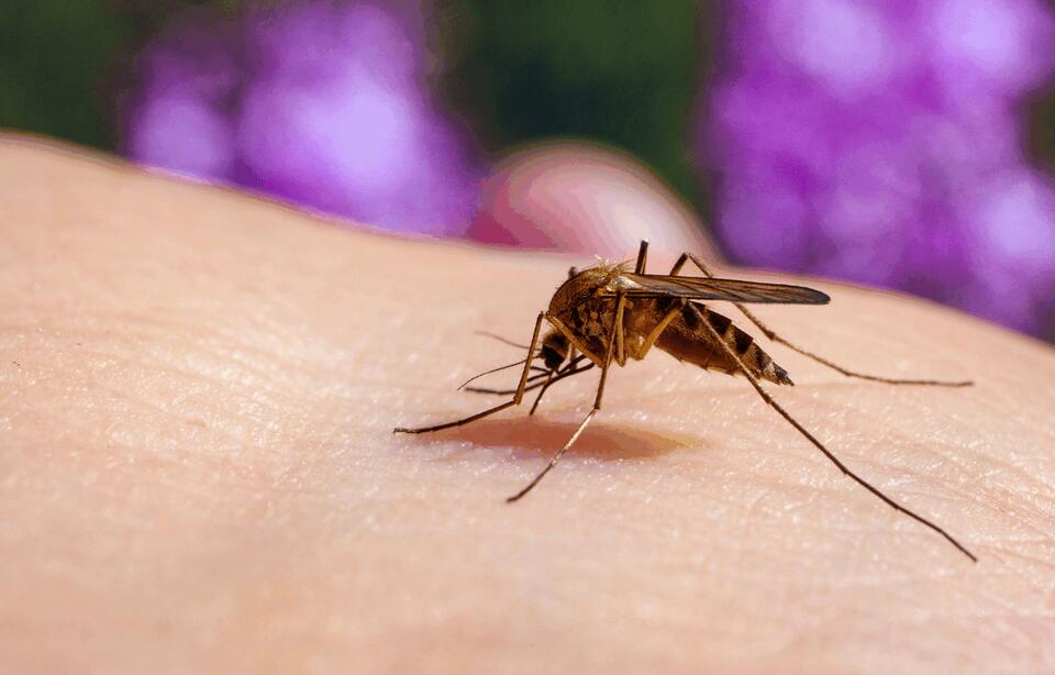 State: First human case of West Nile Virus reported this season