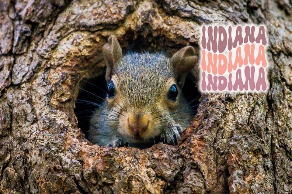 Kieran is an Indiana Squirrel Needing Veterinary Care – How You Can ...