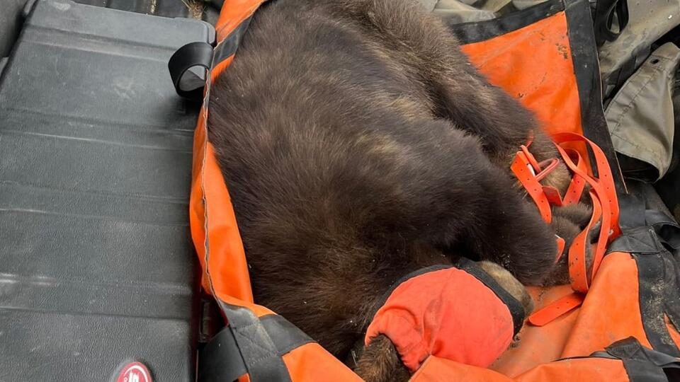 Black Bear Sighting in Ventura County Sparks Public Safety Alert, Animal Removed Unharmed