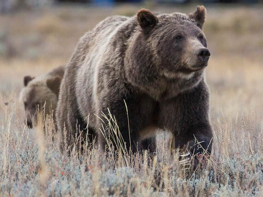 Grizzly Bears in Washington Where They Live, Risk to Humans, and Diet