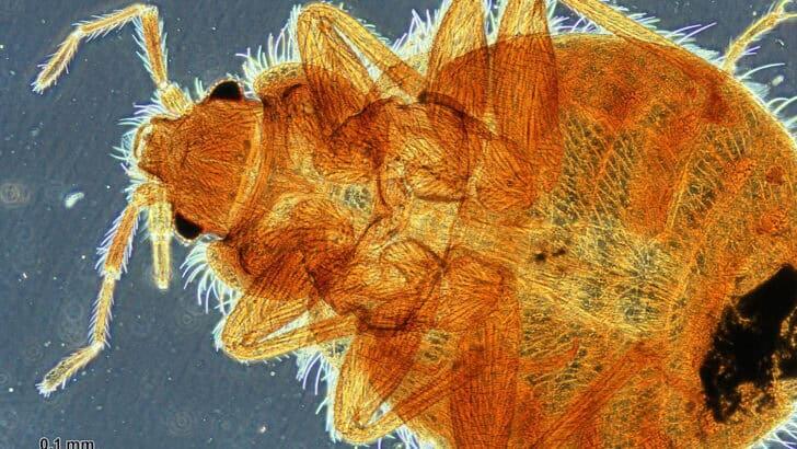 Early Signs Of Bed Bugs - NewsBreak